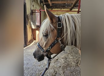 Haflinger, Stute, 8 Jahre, 153 cm