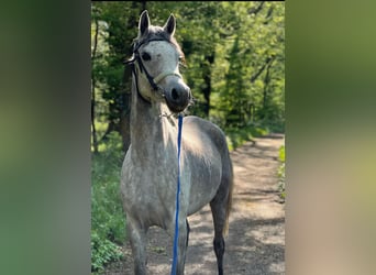 Haflinger, Stute, 8 Jahre, 153 cm