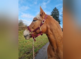 Haflinger, Stute, 8 Jahre, 153 cm