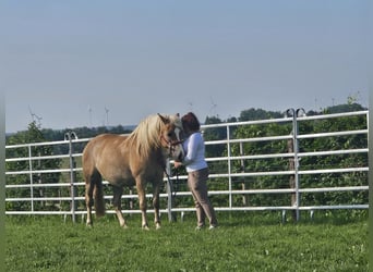 Haflinger, Stute, 8 Jahre, 153 cm