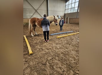 Haflinger, Stute, 8 Jahre, 153 cm