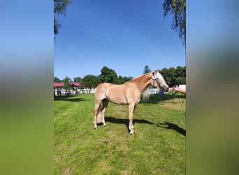 Haflinger, Stute, 8 Jahre, 155 cm, Fuchs