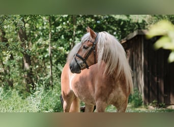 Haflinger, Stute, 8 Jahre, 155 cm, Fuchs