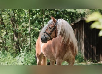 Haflinger, Stute, 8 Jahre, 155 cm, Fuchs