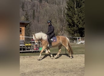 Haflinger, Stute, 8 Jahre, 157 cm, Fuchs