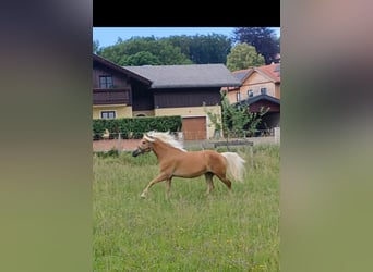 Haflinger, Stute, 8 Jahre