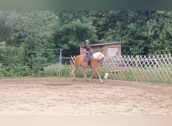 Haflinger, Stute, 8 Jahre