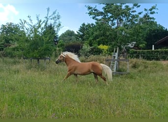 Haflinger, Stute, 8 Jahre