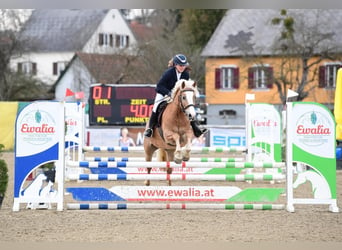 Haflinger Mix, Stute, 8 Jahre