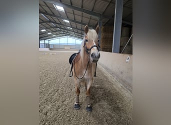 Haflinger, Stute, 8 Jahre