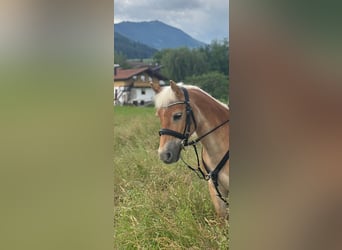 Haflinger Mix, Stute, 9 Jahre, 135 cm, Fuchs