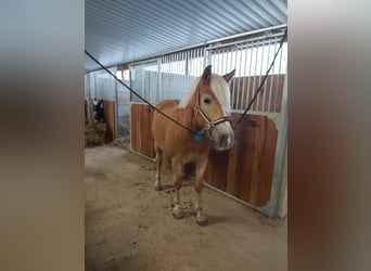 Haflinger, Stute, 9 Jahre, 142 cm