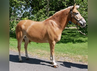 Haflinger, Stute, 9 Jahre, 144 cm, Fuchs