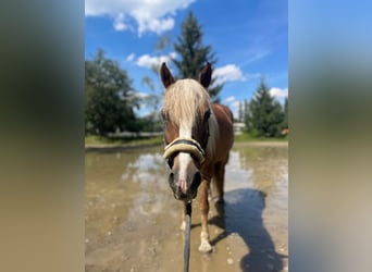Haflinger Mix, Stute, 9 Jahre, 145 cm