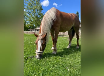 Haflinger Mix, Stute, 9 Jahre, 145 cm