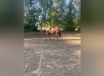 Haflinger Mix, Stute, 9 Jahre, 145 cm
