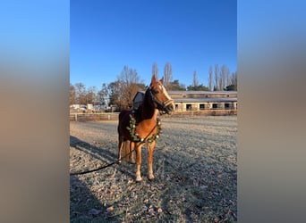 Haflinger Mix, Stute, 9 Jahre, 145 cm