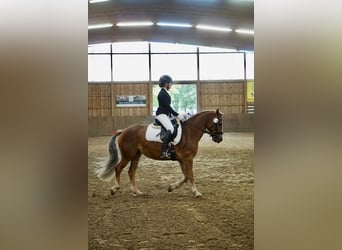 Haflinger Mix, Stute, 9 Jahre, 145 cm
