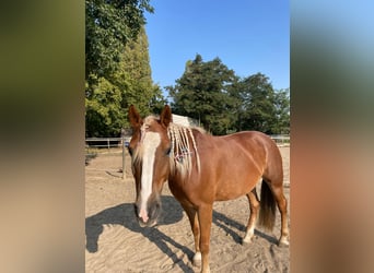 Haflinger Mix, Stute, 9 Jahre, 145 cm