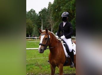 Haflinger Mix, Stute, 9 Jahre, 145 cm