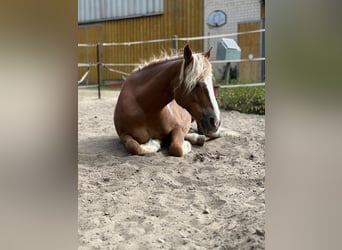 Haflinger Mix, Stute, 9 Jahre, 145 cm