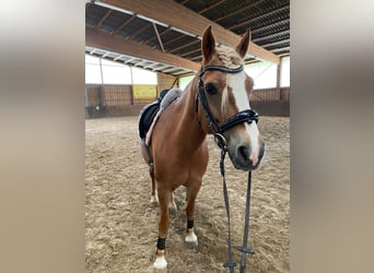 Haflinger Mix, Stute, 9 Jahre, 145 cm