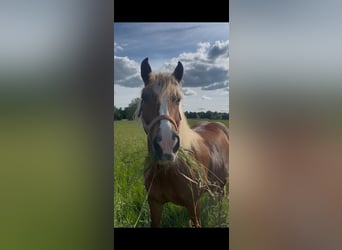 Haflinger, Stute, 9 Jahre, 145 cm, Fuchs