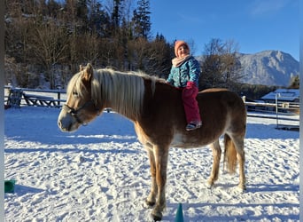 Haflinger, Stute, 9 Jahre, 146 cm, Fuchs