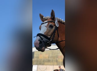 Haflinger, Stute, 9 Jahre, 147 cm, Fuchs