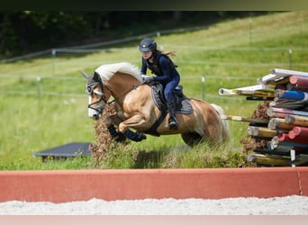 Haflinger, Stute, 9 Jahre, 148 cm, Fuchs