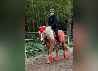 Haflinger, Stute, 9 Jahre, 150 cm