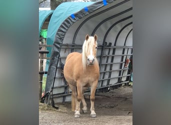 Haflinger, Stute, 9 Jahre, 150 cm