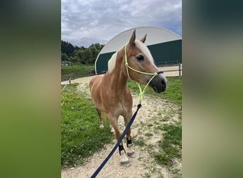Haflinger, Stute, 9 Jahre, 150 cm, Fuchs