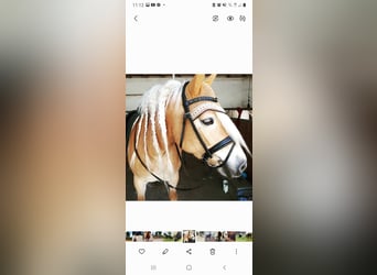 Haflinger, Stute, 9 Jahre, 151 cm, Fuchs
