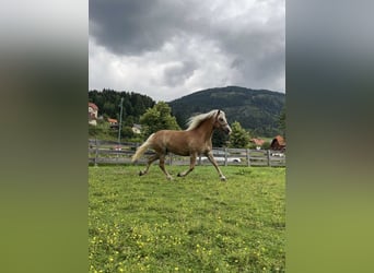 Haflinger, Stute, 9 Jahre, 151 cm