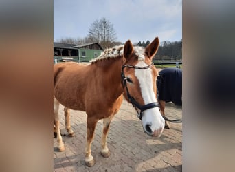 Haflinger, Stute, 9 Jahre, 152 cm, Fuchs