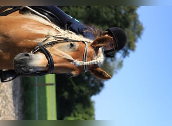 Haflinger, Stute, 9 Jahre, 153 cm