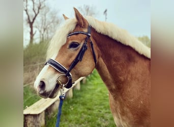 Haflinger, Stute, 9 Jahre, 153 cm, Fuchs