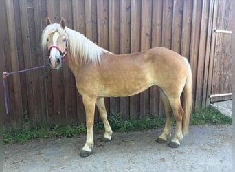 Haflinger, Stute, 9 Jahre, 153 cm, Palomino
