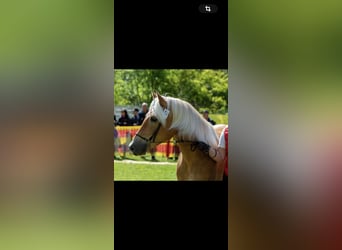 Haflinger, Stute, 9 Jahre, 153 cm