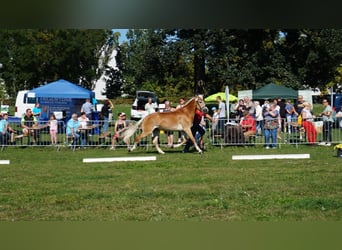 Haflinger, Stute, 9 Jahre, 154 cm, Fuchs