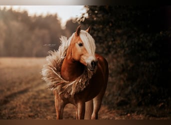 Haflinger, Stute, 9 Jahre, 154 cm, Fuchs