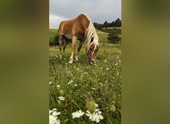 Haflinger, Stute, 9 Jahre, 155 cm