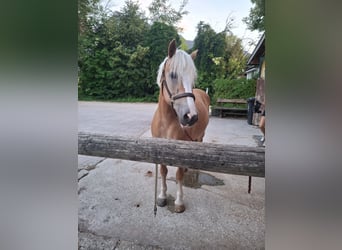 Haflinger, Stute, 9 Jahre, 155 cm, Fuchs