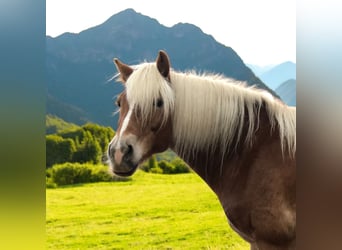 Haflinger, Stute, 9 Jahre, 155 cm, Fuchs