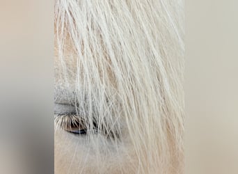 Haflinger, Stute, 9 Jahre, 155 cm, Fuchs