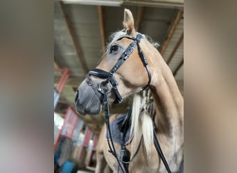 Haflinger, Stute, 9 Jahre, 164 cm, Fuchs