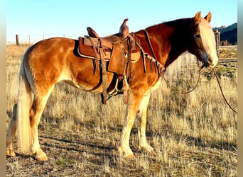 Haflinger, Stute, 9 Jahre, Dunkelfuchs