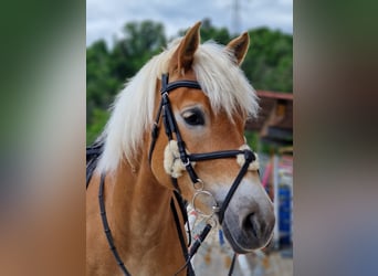 Haflinger, Stute, 9 Jahre, Fuchs