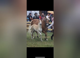 Haflinger, Stute, Fohlen (05/2023), 147 cm, Fuchs
